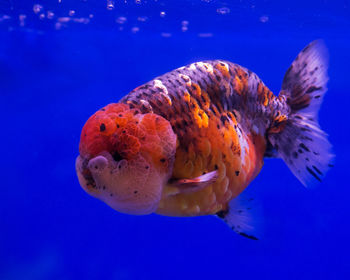 Close-up of fish swimming in sea