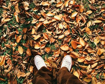 Leaves in autumn leaves