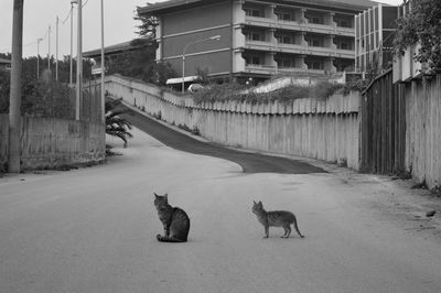 View of cats on street in city