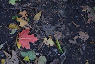 High angle view of fallen maple leaves