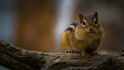 Squirrel in the wild