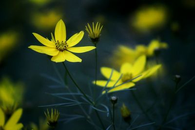 Close-up of yellow flowering plant on field