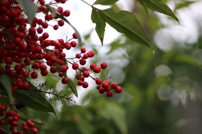 Low angle view of berries growing on tree