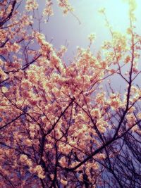 Low angle view of flowering tree