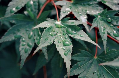 Close-up of wet plant leaves