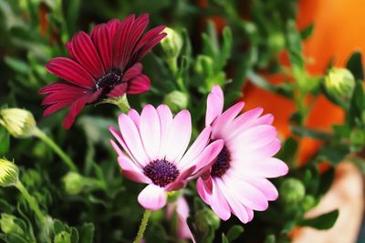 Close-up of pink and purple flower