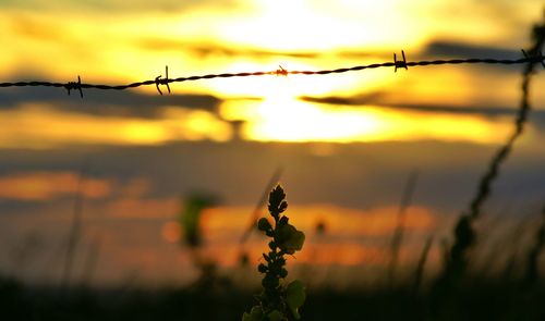 Close-up of barbed wire fence at sunset