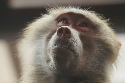 Close-up of hamadryas baboon looking up