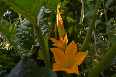 Close-up of yellow flowering plant