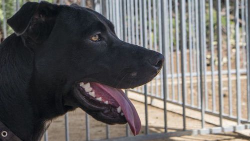 Close-up of black dog sticking out tongue