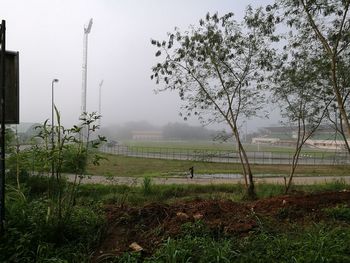 View of trees in grassy field in foggy weather