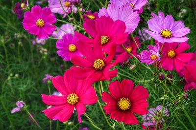 Close-up of pink flowers blooming on field