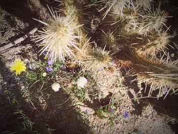 Close-up of dandelion