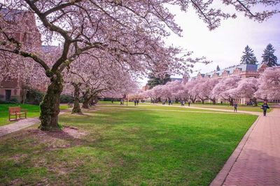 Trees growing in park