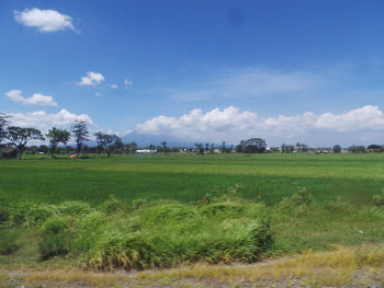 Scenic view of field against sky