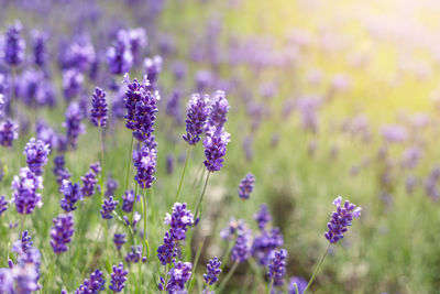 Close-up of purple flowers blooming in field