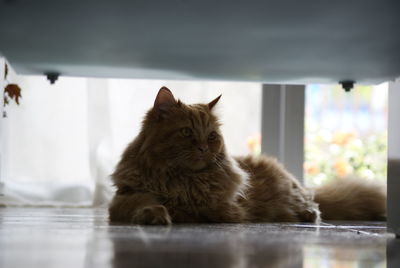 Portrait of cat relaxing on floor at home