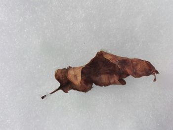 Close-up of crab on snow