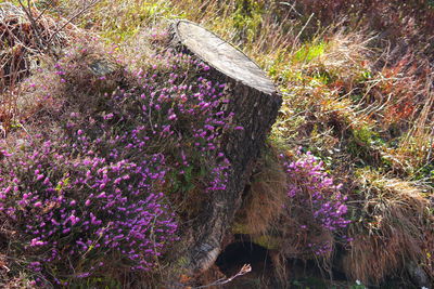 Close-up of purple flowering plants on land