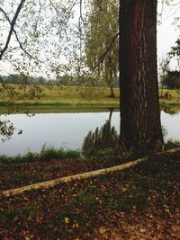 Scenic view of lake and trees during autumn