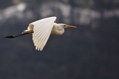 Low angle view of crane flying