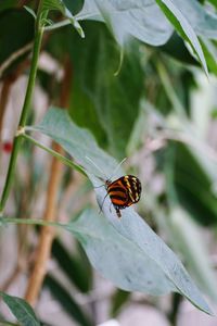 Close-up of insect on plant