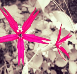 Close-up of pink flower