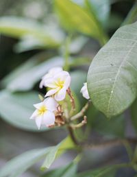 Close-up of flower growing on tree