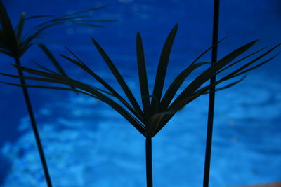 Close-up of plant against sky