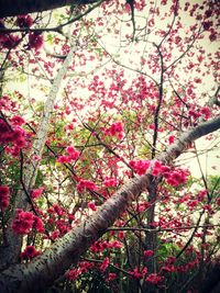 Pink flowers on tree