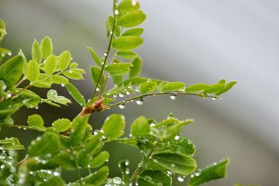 Close-up of green leaves