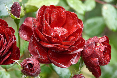 Close-up of wet rose