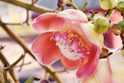 Close-up of pink flowering plant