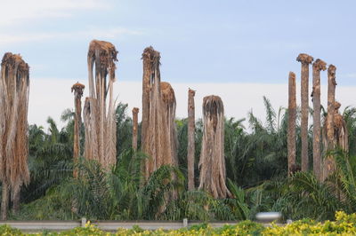 Panoramic shot of cactus plants against sky