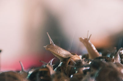 Close-up of snails