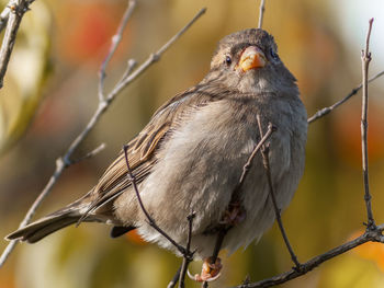 Low angle view of bird perching on branch