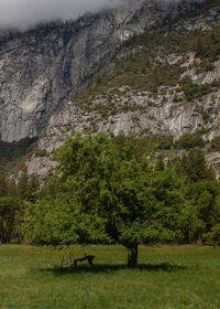 Scenic view of landscape