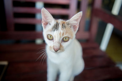 Close-up portrait of cat looking at camera