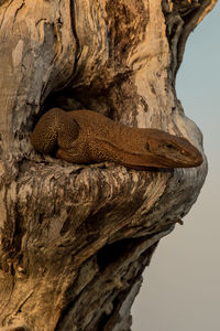 Komodo dragon in tree trunk