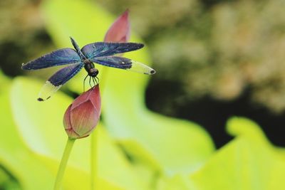 Close-up of insect on flower