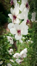 Close-up of white flowers