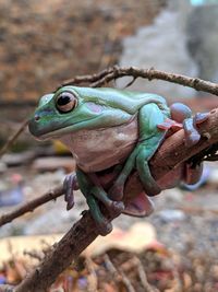 Close-up of frog on plant