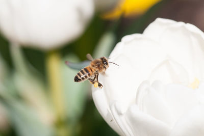 Close-up of bee pollinating on flower