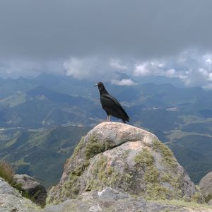 Bird perching on mountain against sky