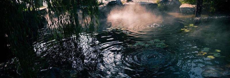 High angle view of turtle in water