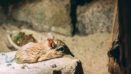 Close-up of squirrel on rock