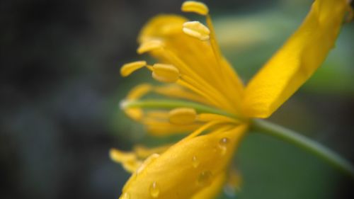 Close-up of yellow day lily blooming outdoors