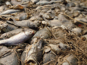 Close-up of dead animal