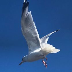 Low angle view of seagull flying in sky