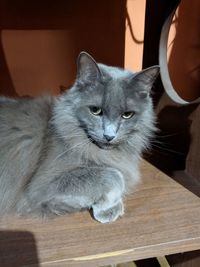 Portrait of cat sitting on table